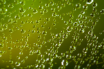 abstract image of connected clear dots on a green background