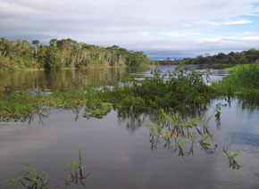 Floodplain lake in the central Amazon basin