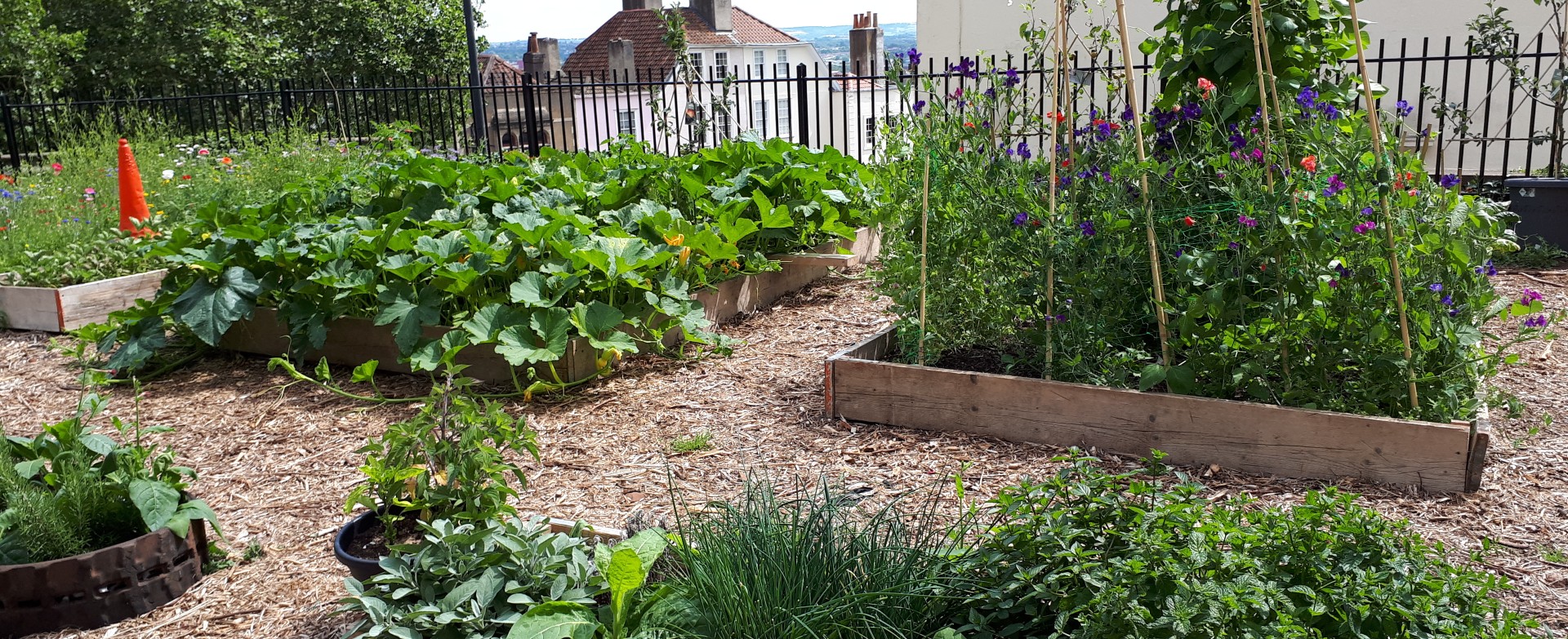 Flower beds and plants on the campus allotment