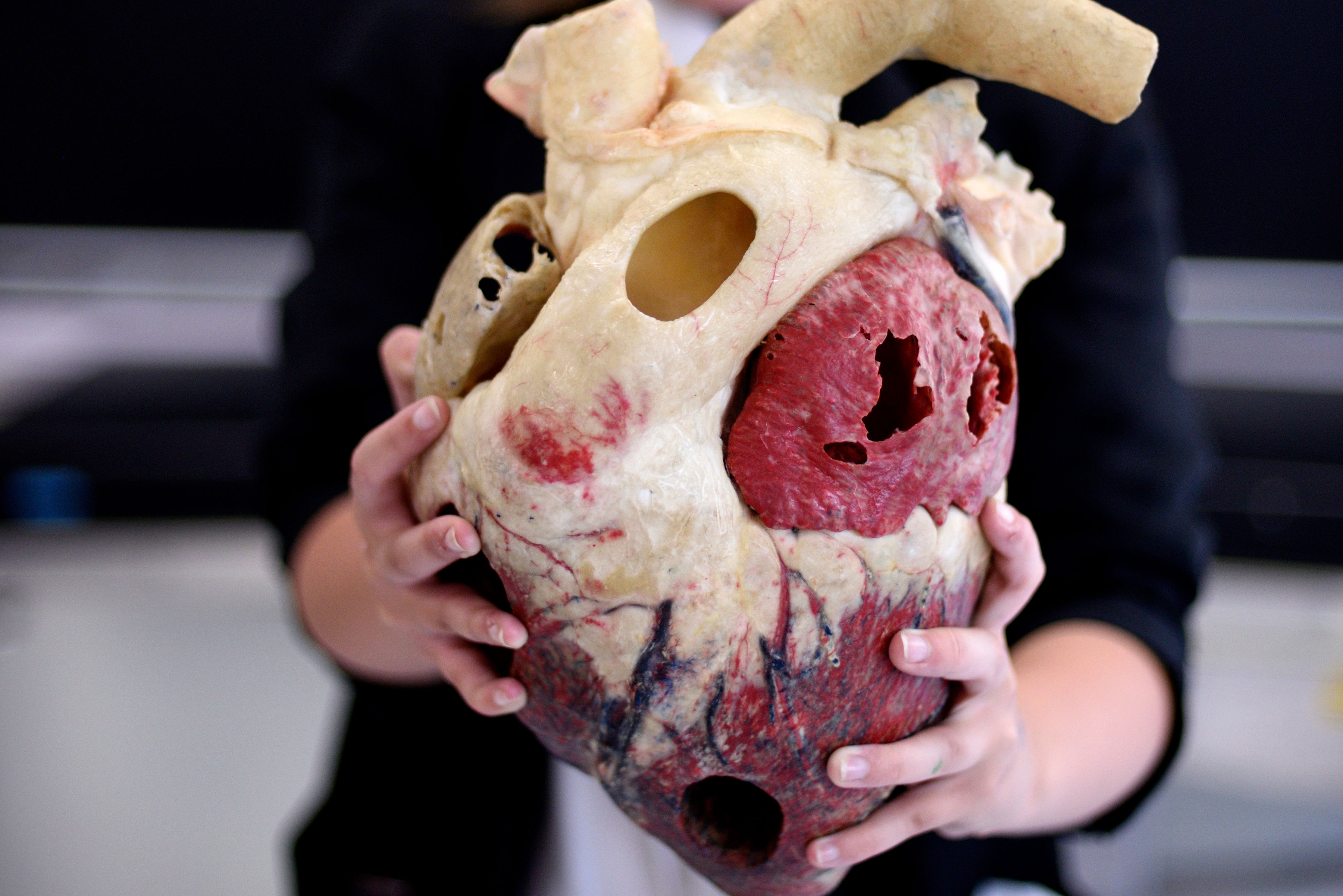 Image of plasticised Ox heart being held in hands of a School pupil