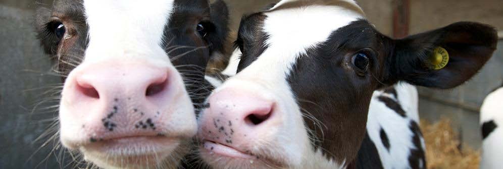 Animal welfare demonstrated by healthy cows