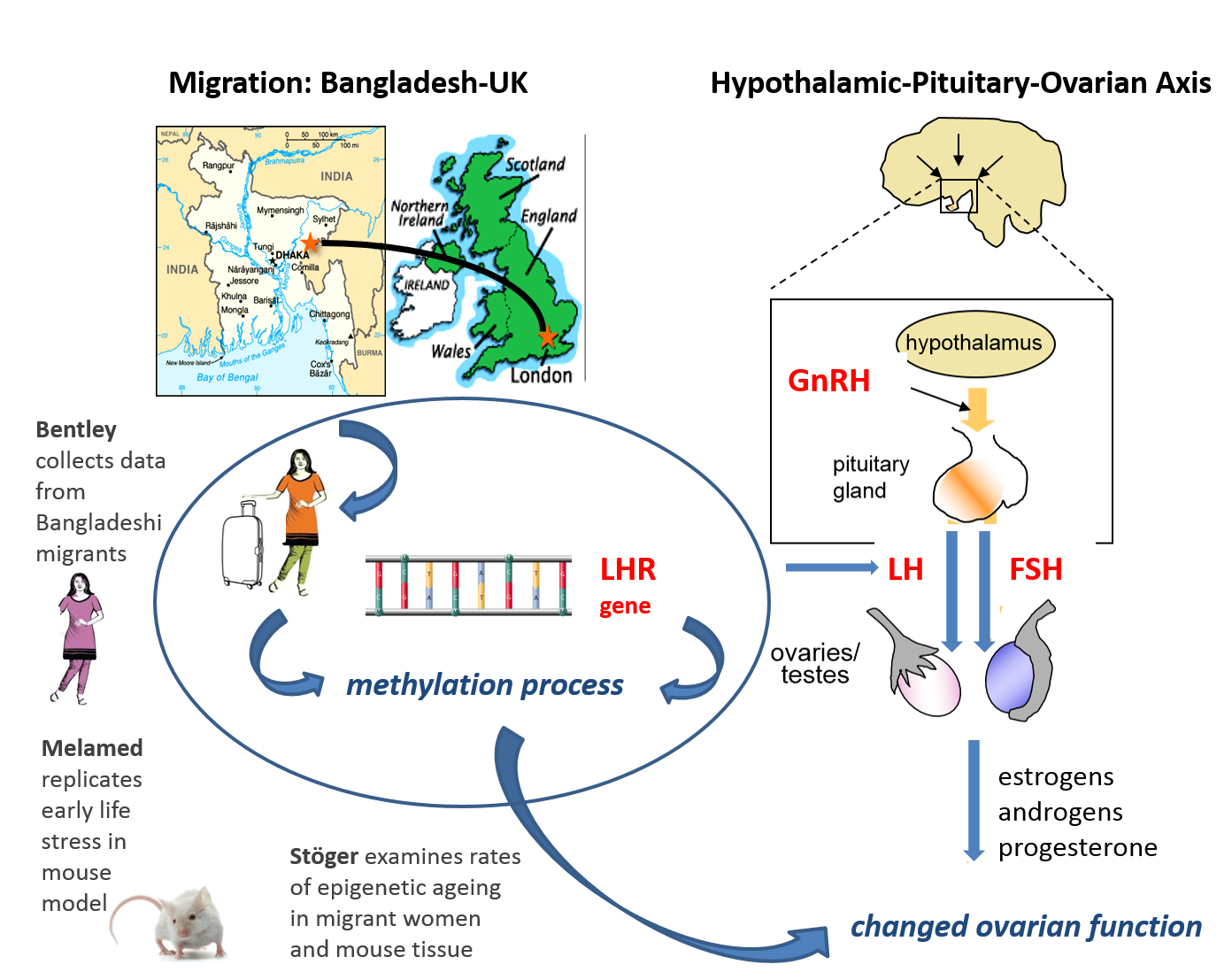 Epigenetic stability project model