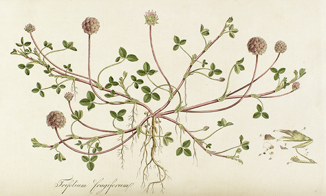 Illustration of a clover plant.