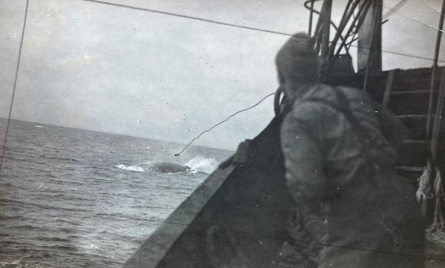 Harpoon shooting from a ship towards a fin whale.