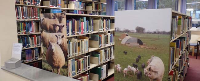 Close up of sets of shelves with books in the Veterinary Sciences Library. On the ends of the shelves are photos of farm animals.