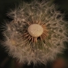 Dandelion seeds on blowing from the stem of the plant.