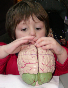 Child playing with a brain model