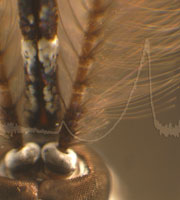The plumose antenna of the male Tanzanian mosquito Toxorhynchites brevipalpis. The ring shaped structures at the base of each antenna (between the eyes) contain the auditory organs.