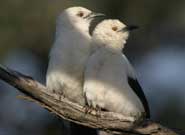 A pair of babblers