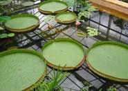 The circular leaves of the Giant Amazon Water Lily