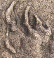 Close up of a handprint showing five slender fingers, characteristic of reptiles.