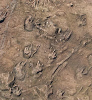 One of the metre-sized blocks of sandstone covered with fossil reptile tracks
