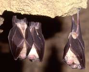 Greater horseshoe bats