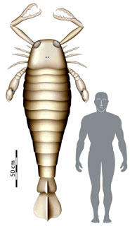 Mock up of fossil sea scorpion, compared to man