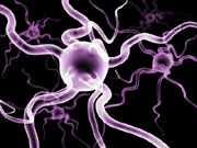 Generic image of a neuron