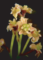 Female flowers of Amborella trichopoda