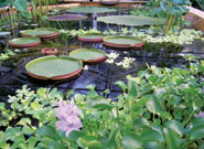 Lily pads at the Botanic Garden