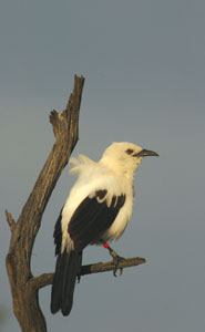 Pied babbler on watch