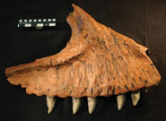 The upper jaw of Carcharodontosaurus saharicus from Morocco, the closest living relative to Carcharodontosaurus iguidensis