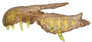 CT Scan of the elongate skull of Baryonyx