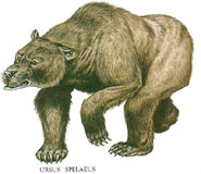 Drawing of a cave bear
