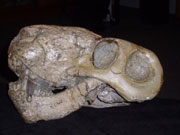 Fossilised skull of the sabre-toothed Lycaenops, a top predator of the latest Permian.