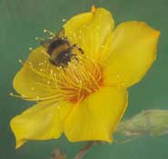 A bumble bee on a mentzelia lindleyi flower