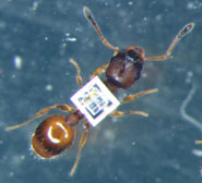 A worker rock ant (Temnothorax albipennis) with a radio frequency identification (RFID) microtransponder affixed to its thorax.
