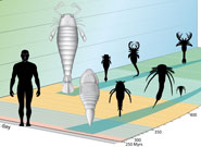 Evolution of eurypterids.