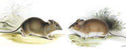Mus Darwinii (left) and Mus Galapagoensis (right) illustrate the evolution of two different species of mice.