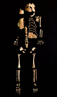 The Lagar Velho skeleton