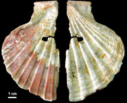 A perforated scallop shell from Cueva Antón
