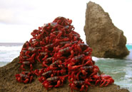 Christmas Island red crabs (Gecarcoidea natalis)
