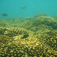 Las Perlas Archipelago coral reef
