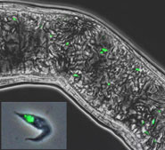 Professor Wendy Gibson and colleagues used fluorescently-tagged proteins to make trypanosomes light up like tiny light bulbs
