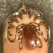 An image of a male (small) and female (large) tick mating