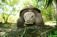 An Aldabra tortoise, Aldabrachelys gigantea, on Ile aux Aigrettes