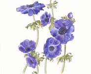 A painting of purple anemone by Annie Morris