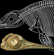 Skull (foreground) and skeleton reconstruction (background) of the Jurassic ichthyosaur Hauffiopteryx typicus. Skull photo courtesy of Matt Williams (Bath Royal Literary and Scientific Institution). Skull prepared by Lorie Barber (University of Bristol). Skeleton drawing by Bristol MSc Hannah Caine.