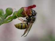 Wasp on figwort