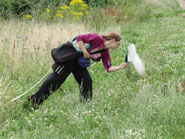 A researcher collecting pollinators
