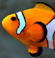 The orange clownfish, Amphiprion percula