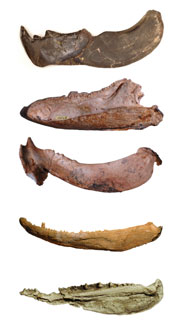 A sample of lower jaw diversity from 400 million years ago which includes from top to bottom: a giant 8-metre apex predator, a lungfish with a duck-like snout, a reef-dwelling representative of a totally extinct group of vertebrates, a fish-like relative of land animals, and a shark-like cousin of bony fishes. Jaws are not to scale and all are oriented so their front end is to the left.