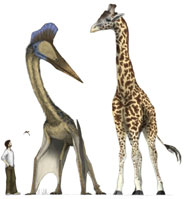 Extremes in pterosaur morphology. The giant and probably flightless Quetzalcoatlus from the Late Cretaceous of Texas was as tall as a giraffe. The small insectivorous Anurognathus from the Late Jurassic of Germany is seen flying above the artist’s head. Drawings by Mark Witton.