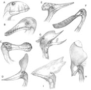 Diversity in cranial characters of the pterodactyloid pterosaurs, showing variations in jaw shape, presence and absence of teeth, skull proportions, and crests on the snout and back of the skull. Pterosaurs shown are: A, Dimorphodon; B, Rhamphorhynchus; C, Coloborhynchus; D, Pteranodon; E, Pterodactylus; F, Pterodaustro; G, Dsungaripterus; H, Tupandactylus; I, Thalassodromeus. Drawing by Mark Witt