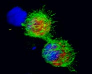 MCF7 breast cancer cells stained with fluorophores to show localisation of human GnRH receptor (red), Xenopus GnRH receptors (green) and nucleus (blue)