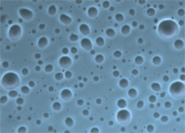 An optical micrograph of droplets prepared at pH 8 in water from 20 mM solutions of peptides and ATP: oligolysine–ATP, stained with cationic methylene blue