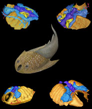 Artistic reconstruction of the galeaspid animal together with different views of the digital model of its brain and sense organs