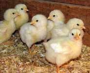 Five-day-old Cornish-Rock (Cornish Cross) chicks in a brooder