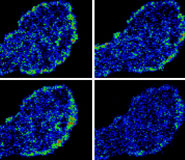 A time-dependent endocytosis image showing cells during the healing process.